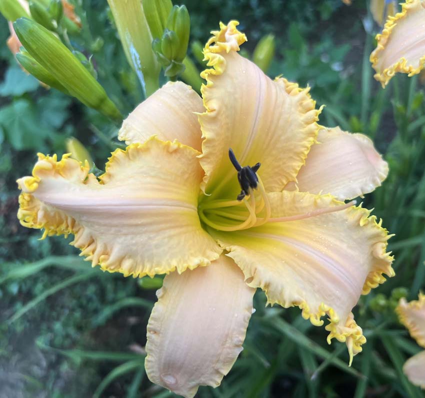 Invasion Of The Cat Snatchers